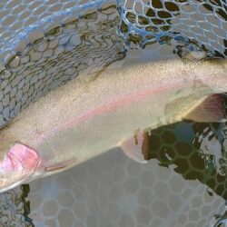 意外と難しい ～岡崎トラウトポンド～